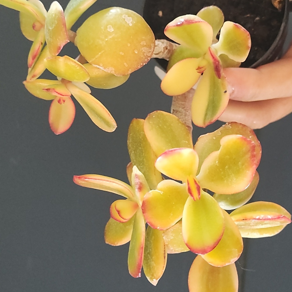 Mini Jade succulents - Picture 3 of 6